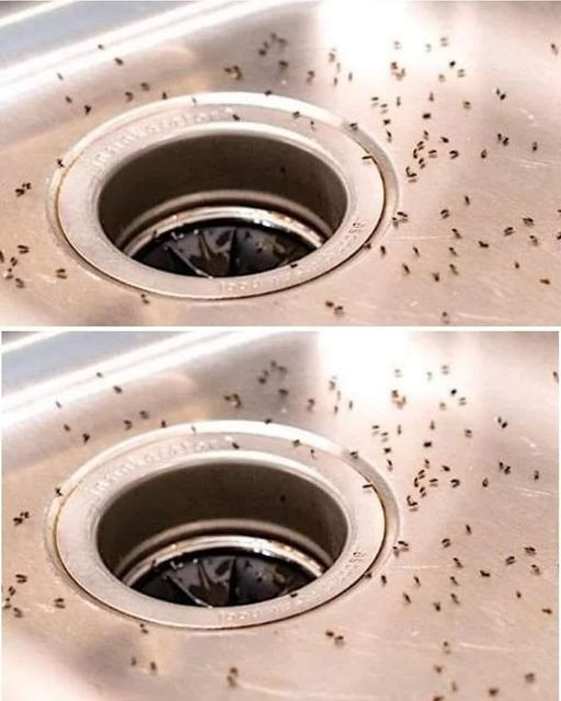 GNATS IN THE KITCHEN: 7 Tips to Get Rid of Them