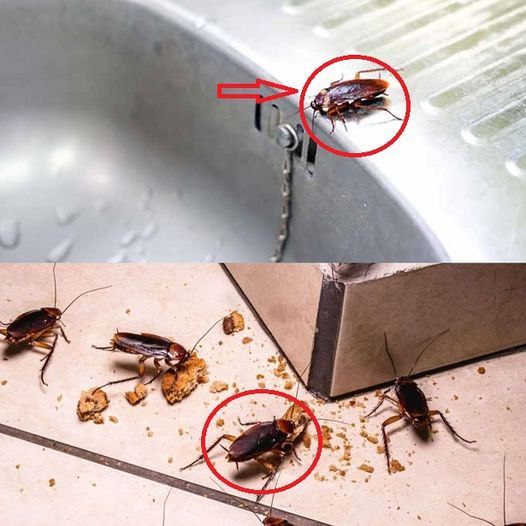 How to Get Rid of Roaches Naturally – 4 Effective Remedies