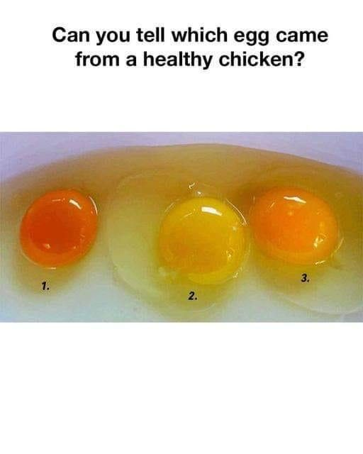 which egg came from a healthy chicken