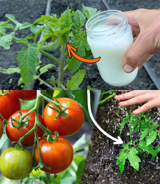 Water tomatoes and cucumbers with this preparation, you will be surprised: never had them like this