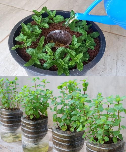 How to grow mint indoors: 3 growing methods for year-round harvests