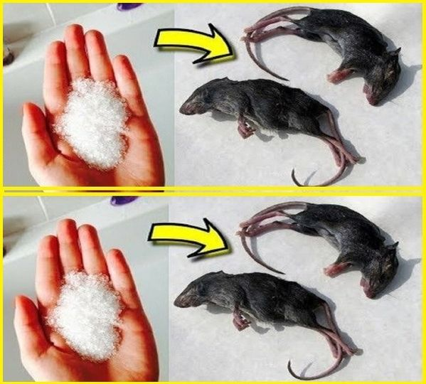 12 Smart Ways to Keep Mice and Rats Out of Your Home