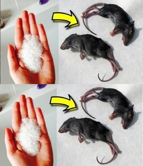 12 Smart Ways to Keep Mice and Rats Out of Your Home